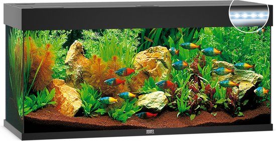 Juwel Aquarium Rio 240 LED - 240L - Black