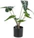 Homebound by Kolony Alocasia kunstplant in pot