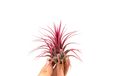 Fascinerende Pinnidae-schelp met een Tillandsia, set van 1, roze