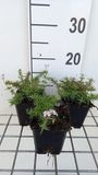 GRDplanten Vlambloem 6x Phlox (s) 'Kimono Pink White' | 9x9 cm pot