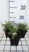 GRDplanten Vlambloem 6x Phlox (s) 'Kimono Pink White' | 9x9 cm pot