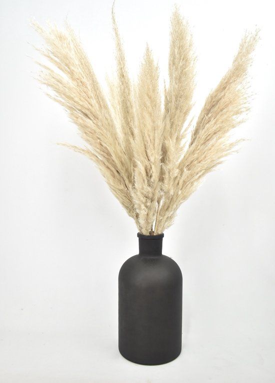 Pampas Pluimen Fluffy - 10 stuks - 75 cm - Droogbloemen - Beige