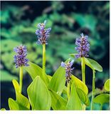 Moerings Pontederia Cordata | Snoekkruid blauw | In 18CM Mand Kant en Klaar