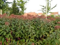 GRDplanten Groendecor Tuinarchitectuur 6x Leverkruid - Eupatorium maculatum ‘Riesenschirm’ | 9x9 cm pot