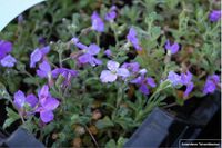 GRDplanten Groendecor Tuinarchitectuur 6x Randjesbloem - Aubrieta hybr. 'Cascade Blue' | 9x9 cm pot