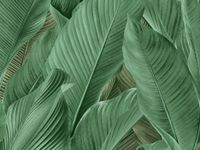 Dutch Tahiti Banya groen 13304