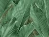 Dutch Tahiti Banya groen 13304