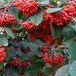Arborix Cotoneaster Cotoneaster Lacteus - Dwergmispel 40-60 cm in pot