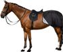 Imperial Riding - Afneembaar Trainingsdeken Winter - Multiride - Zwart - L