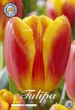 Dutch Flower Lady Flair Triumph Tulpenbollen Bolmaat 12+ 10 Bloembollen