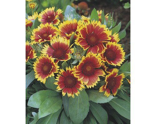 Griffioen Gaillardia Kobold vaste plant tweekleurig Zon