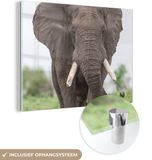 MuchoWow® Glass Painting 120x90 cm - Acrylic Glass Painting - Elephant - Animals - Grass - Nature - Photo on Glass - Paintings