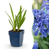 Green boutiQ - Agapanthus africanus - Afrikaanse Lelie - Blauwe Vaste Plant - 12 Stuks