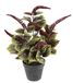 Kunstmatige paarse dwergpeper plant, nep planten, sierpeper, peperomie, zijdeplant, kunstplant, zijden bloemen, bladplant, potplanten, decoratieve plant, grote groene plant, decoratie, herfstdecoratie