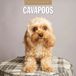 Red Robin Cavapoos Kalender 2027