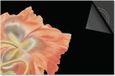 Dietrix Inductie beschermer 81x52 - Dietrix Kookplaat beschermer - Botanical - Bloem oranje op zwart