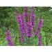 Pinisan Salicaria 40g