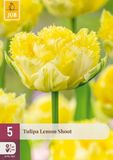 Jub Tulipa Lemon Shoot bloembol JUB 5 stuks