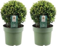 Plants by Frank | Echte hulstplant in bolvorm | 2x Ilex crenata 'Jenny' | Set van 2 stuks | 20 cm Ø diameter