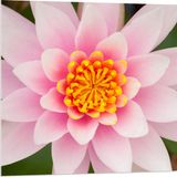 Merkloos / Sans marque Foto op Acrylglas - Roze Lotus Bloem - 80x80 cm - Vierkant