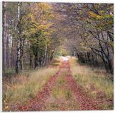 Merkloos / Sans marque Foto op PVC Schuimplaat - Bospad in een Bos in Nederland - 50x50 cm - Landelijk