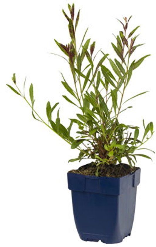 Griffioen Gaura lindh. 'Rosyjane'
