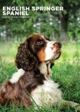 CalendarsRUs Engelse Springer Spaniel A3 Kalender 2027