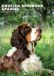 CalendarsRUs Engelse Springer Spaniel A3 Kalender 2027