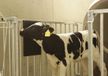 Kerbl Excellent Borstelmat - Bevordert het dierenwelzijn en is een weldaad voor huid en haar - Geschikt voor paarden, kalveren en geiten - L60xB40cm - Zwart