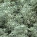 Arborix Artemisia 6 x Artemisia alba 'Canescens' - Bijvoet pot 9x9 cm