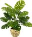 Flair Flower Kunstmatige Splitphilo-plant met pot