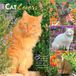 Cat BrownTrout Cat Lovers - Katzenliebhaber 2027 - 16-Monatskalender