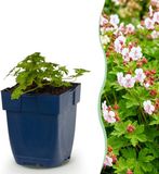 Green boutiQ - Geranium macr. Spessart - Ooievaarsbek - Bodembedekkend - Wit-Roze - 24 Planten