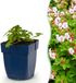 Green boutiQ - Geranium macr. Spessart - Ooievaarsbek - Bodembedekkend - Wit-Roze - 24 Planten
