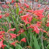 Arborix Crocosmia 6 x Crocosmia 'Emberglow' - Montbretia pot 9x9cm