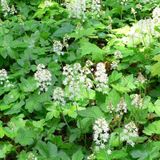 6 x Tiarella Cordifolia - Muts persan pot 9x9cm