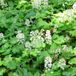 6 x Tiarella Cordifolia - Muts persan pot 9x9cm