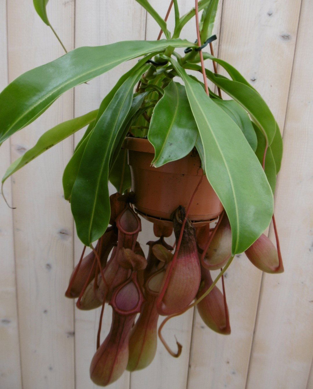 Warentuin Natuurlijk Nepenthes Bekerplant Vleesetende Plant Hangplant