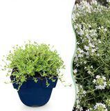 Plantenboetiek.nl | Thymus praecox Albiflorus - Witte kruiptijm - Geurend - Wit - Ø11cm - 15-25cm hoog - Tuinplant