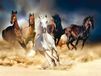 AG Design paardenenne, fleece fotobehang voor woonkamer, slaapkamer, eetkamer, keuken, 360 x 270 cm, FTN XXL 1239, meerkleurig
