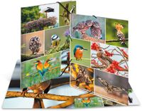 Herma Elastomappen A4 Karton inheemse vogels