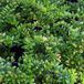 Arborix Lonicera 4 x Lonicera Nitida 'Maigruen' - Kamperfoelie - 30-40 cm pot: Groenblijvende, lage haag