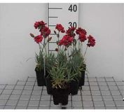 GRDplanten Groendecor Tuinarchitectuur 6x Grasanjer - Dianthus (p) 'Heidi' | 9x9 cm pot