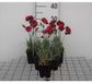GRDplanten Groendecor Tuinarchitectuur 6x Grasanjer - Dianthus (p) 'Heidi' | 9x9 cm pot