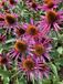 GRDplanten Groendecor Tuinarchitectuur 6x Zonnehoed - Echinacea purpurea 'Pica Bella' | 9x9 cm pot