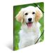 HERMA 7144 verzamelmap DIN A3 dieren honden, set van 3 stevige kunststof, opbergmap met bedrukte binnenkleppen en elastiek, documentenmap voor kinderen, jongens en meisjes
