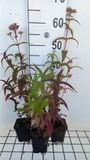 GRDplanten Groendecor Tuinarchitectuur 6x Leverkruid - Eupatorium perfoliatum | 9x9 cm pot