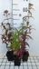 GRDplanten Groendecor Tuinarchitectuur 6x Leverkruid - Eupatorium perfoliatum | 9x9 cm pot