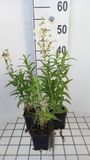 GRDplanten Groendecor Tuinarchitectuur 6x Schildpadbloem - Penstemon hybr. 'White Bedder' ('snowstorm') | 9x9 cm pot
