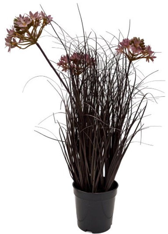 Oosterik Home Tulbaghia Violacea siergras in pot H 50 cm kunstplant